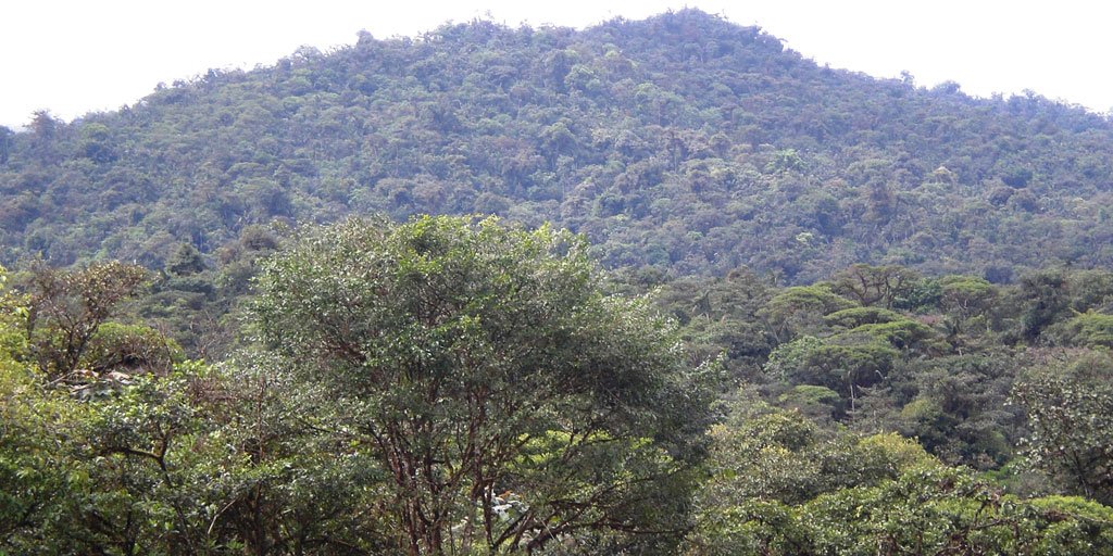 bosques tropicales contribuyen al equilibrio biodiverso