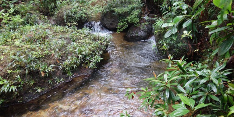 Beneficios de la selva tropical