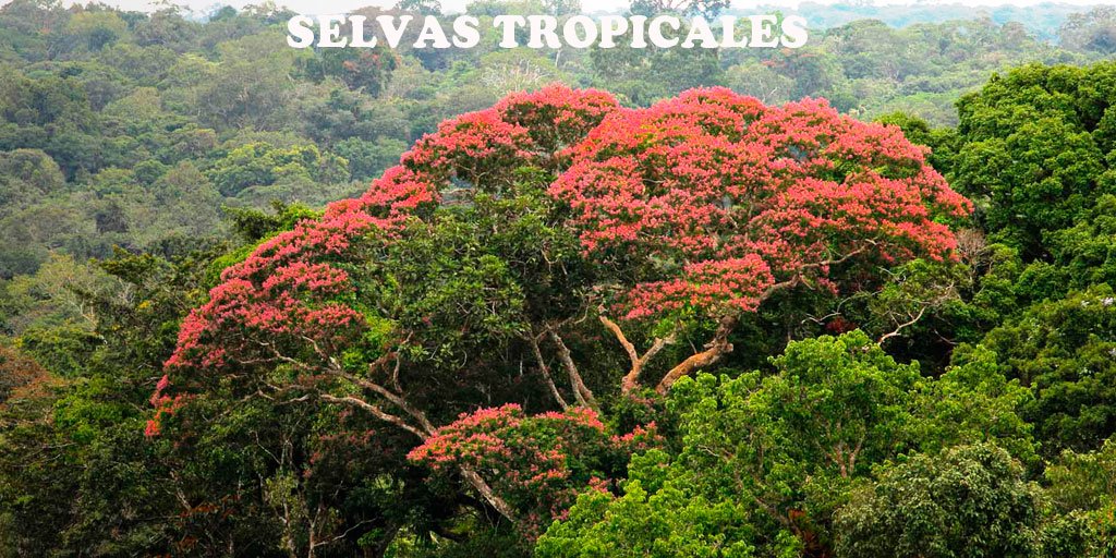 Selvas tropicales pulmones que generan oxígeno